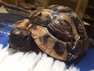 tortoise stitched at horsebridge vets