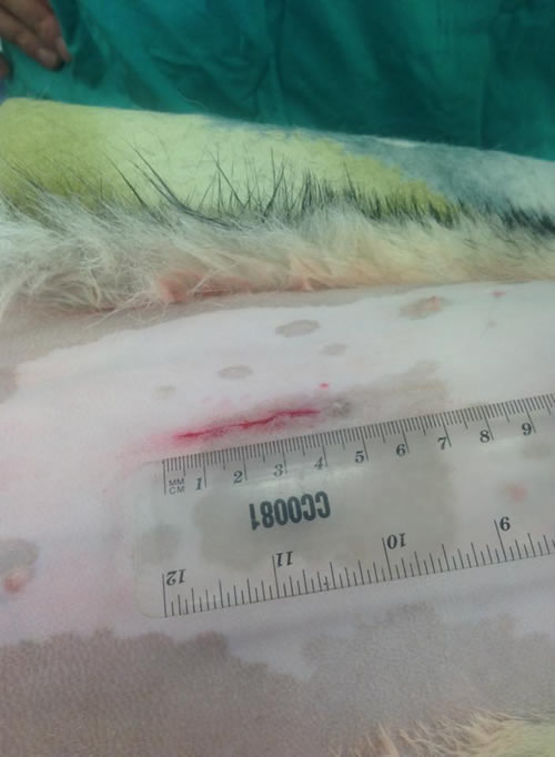 spay wound small