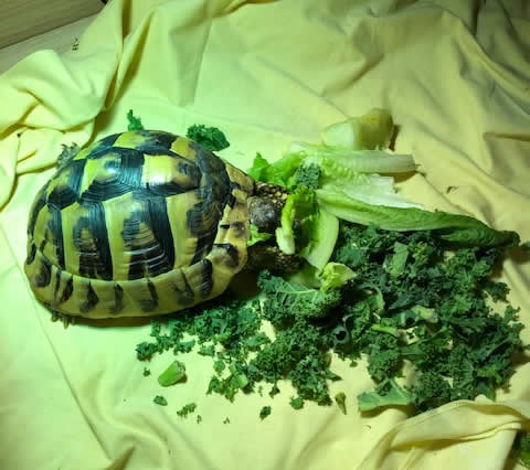 Tortoise at Horsefield Veterinary Practice in Hailsham