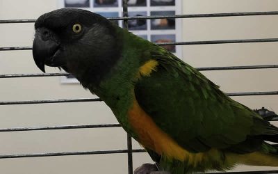Lost Parrot